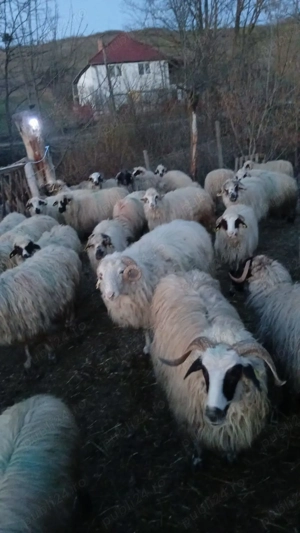 Oi de  vanzare 
