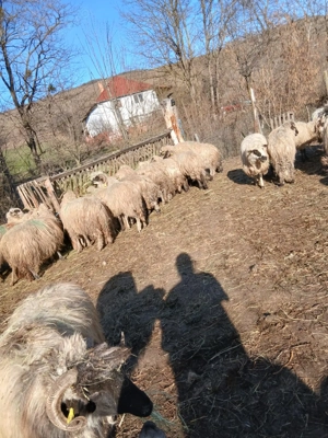 Oi de  vanzare  - imagine 5