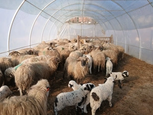 Oi de  vanzare  - imagine 2