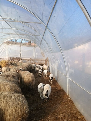 Oi de  vanzare  - imagine 3