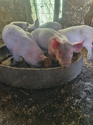 purcei de vanzare  - imagine 2