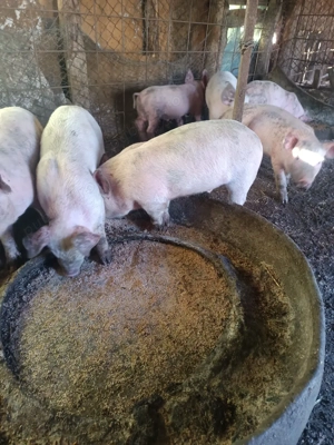 purcei de vanzare  - imagine 5