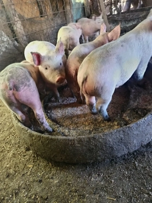 purcei de vanzare  - imagine 3