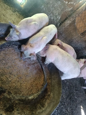 purcei de vanzare  - imagine 4