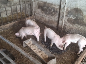 Purcei de vanzare  - imagine 4