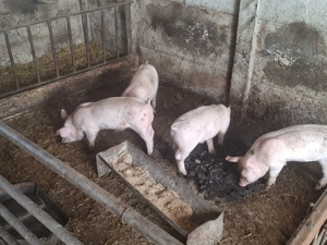 Purcei de vanzare  - imagine 3