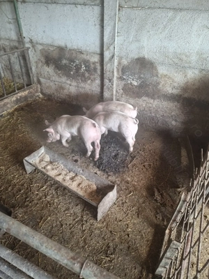 Purcei de vanzare  - imagine 2