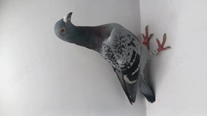 Donez porumbei voiajori - imagine 4