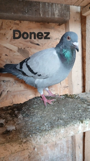 Donez porumbei voiajori - imagine 5