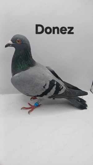 Donez porumbei voiajori - imagine 2