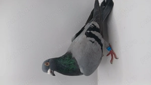 Donez porumbei voiajori - imagine 3