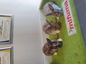 De vânzare pui de rex mic.