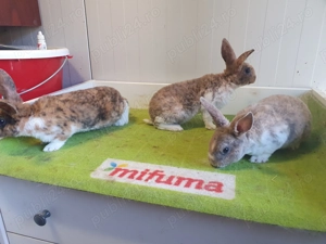 De vânzare pui de rex mic. - imagine 2