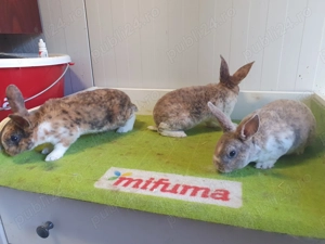 De vânzare pui de rex mic. - imagine 3