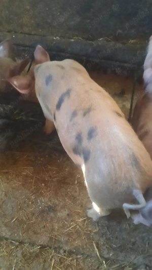 Vand purcei de 11 săptămâni  - imagine 4