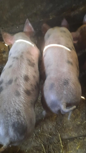 Vand purcei de 11 săptămâni  - imagine 3