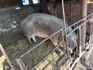 Vand purcea de 300+ kg - imagine 2