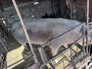 Vand purcea de 300+ kg - imagine 4