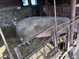 Vand purcea de 300+ kg - imagine 3