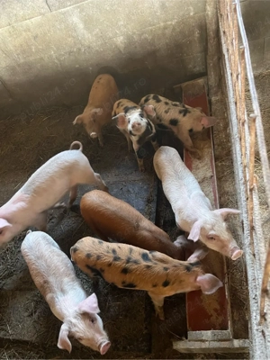 Disponibili purcei - imagine 3