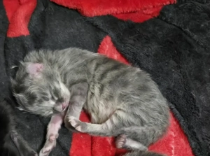 Pui siberiana de padure 500 lei 2 fetite si un baiat - imagine 3