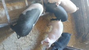 Vând purcei de 10 săptămâni  - imagine 2