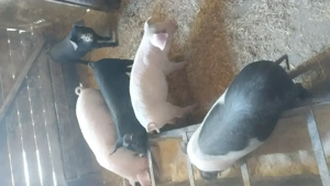 Vând purcei de 10 săptămâni  - imagine 3