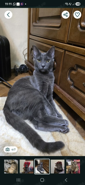 Pui siberiana de padure 500 lei 2 fetite si un baiat - imagine 2