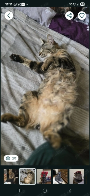 Pui siberiana de padure 500 lei 2 fetite si un baiat - imagine 7