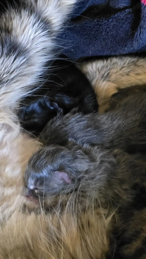 Pui siberiana de padure 500 lei 2 fetite si un baiat - imagine 8