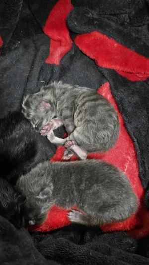 Pui siberiana de padure 500 lei 2 fetite si un baiat - imagine 6