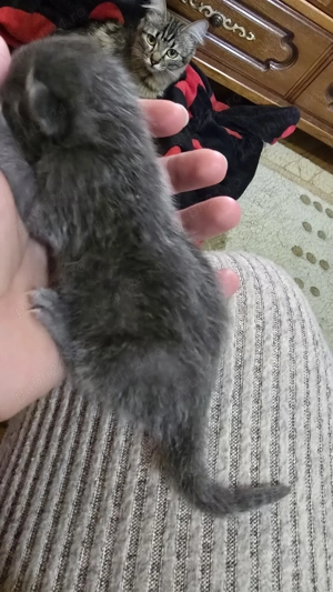 Pui siberiana de padure 500 lei 2 fetite si un baiat