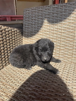 Donez catei talie medie - imagine 5