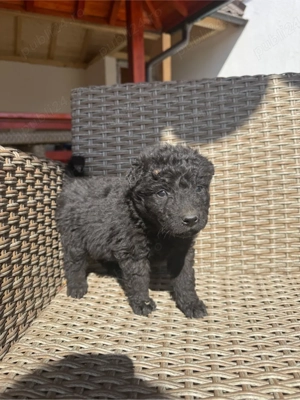 Donez catei talie medie - imagine 3