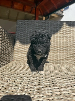 Donez catei talie medie - imagine 2