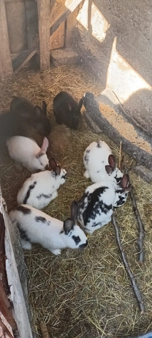 vând iepuri  - imagine 2