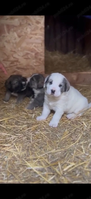 Vand Cateii Volkodav! - imagine 5