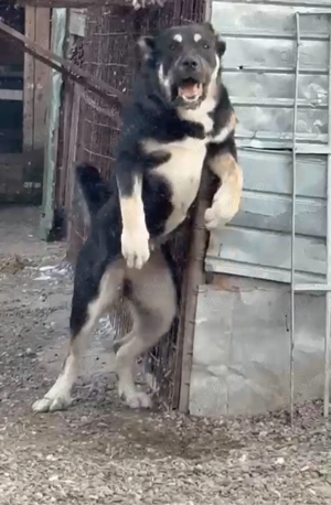 Vand Cateii Volkodav! - imagine 3