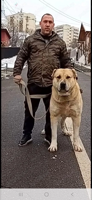 Vand Cateii Volkodav! - imagine 4