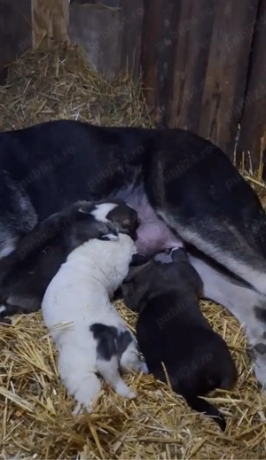 Vand Cateii Volkodav! - imagine 2