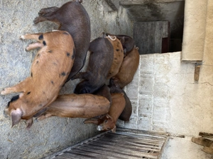 Vând purcei 9 saptamani - imagine 2