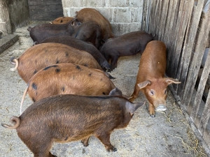 Vând purcei 9 saptamani - imagine 3