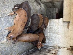 Vând purcei 9 saptamani - imagine 4