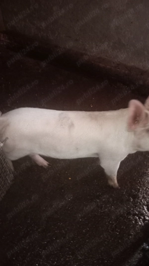 Purcea de vânzare  - imagine 2