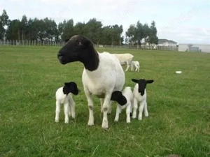 Vând urgent oi, miei și berbecuți rasa Dorper 