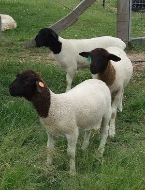 Vând urgent oi, miei și berbecuți rasa Dorper  - imagine 2