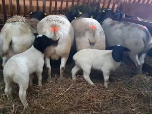 Vând urgent oi, miei și berbecuți rasa Dorper  - imagine 3