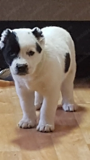 Catei Ciobanesc de Asia Centrala,Alabai,pui,catel ciobanesc