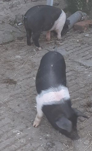 Scrufite pentru reproducere  - imagine 2