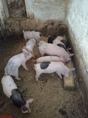 Vand purcei de 8 saptamani - imagine 3